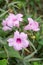 Pink ruellia tuberosa flower