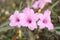 Pink ruellia tuberosa flower in nature garden