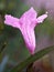 Pink Ruellia tuberosa flower ,wild petunia in garden with water drops and sunshine ,soft focus and blurred background ,macro image