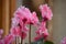 Pink Ruffled Cyclamen