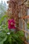 Pink ruffled flower of petunia in small garden on the balcony