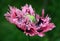 Pink Ruffled Poppy Flower