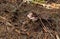 Pink russula mushrooms on the brown background