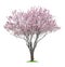 Pink sacura tree