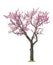 Pink sacura tree