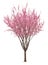 Pink sacura tree