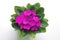 Pink saintpaulia african violet flower from above