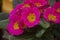 Pink saintpaulia african  violets in bloom