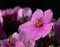 Pink Saintpaulia flower