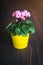 Pink Saintpaulia in a yellow flowerpot on wooden background