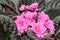 Pink Saintpaulias flowers, African violets close up, green leaf