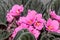 Pink Saintpaulias flowers, African violets close up, green leaf