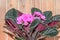 Pink Saintpaulias flowers, African violets close up, wooden back