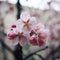 Pink sakura bloom. Spring season. Toned photo.