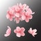 Pink sakura blooming flowers isolated on transparent background. Vector.