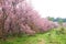 Pink sakura blossoms on dirt road in thailand