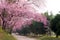 Pink sakura blossoms on dirt road in thailand