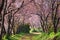 Pink sakura blossoms on dirt road in thailand