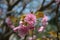 Pink sakura blossoms with multiple petals in sunny afternoon