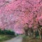 Pink sakura blossoms on road in thailand