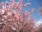 Pink Sakura - cherry blossom blooming lovely in the morning under the blue sky with clouds in Kawazu Japan