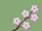 Pink sakura cherry blossom branch spring illustration green background