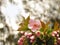 Pink sakura cherry blossom branch with sunny abstract bokeh background