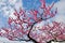 Pink sakura cherry blossom flowers in Hakone,Japan