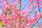 Pink Sakura flower blooming on blue sky background