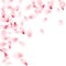 Pink sakura flower flying petals isolated