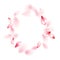 Pink sakura flower flying petals isolated