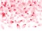 Pink sakura flower flying petals isolated on white vector background.