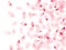 Pink sakura flower flying petals isolated on white vector background.