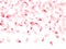 Pink sakura flower flying petals isolated on white vector background.