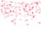 Pink sakura flower flying petals isolated on white vector background