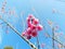 pink Sakura flower in hongkong tai mo shan