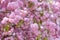 Pink sakura flowering cherry blossom in spring