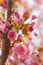 Pink sakura flowering cherry blossom in spring