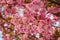 Pink sakura flowering cherry blossom in spring