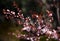 Pink sakura flowers bloomed in spring in the park