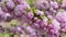 Pink sakura flowers blooming close-up