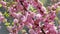 Pink sakura flowers blooming close-up