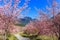 Pink Sakura flowers (cherry) blossom in Taiwan