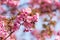 Pink sakura flowers on spring cherrys twigs