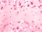 Pink sakura petals confetti flying and falling