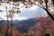 Pink sakura a thailand mountains