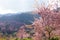 Pink sakura at thailand mountains