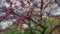 Pink sakura tree blooming against green grass. Closeup cherry blossom in park.