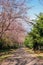 Pink SakuraWild Himalayan cherry trees forming a tunnel on a road