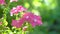 Pink salmon petunia flower. Pink petunias swaying in the breeze. Pink petunia garden flowers closeup being blown in the